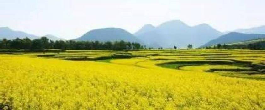 婺源篁嶺梯田油菜花(huā)二日(rì)遊